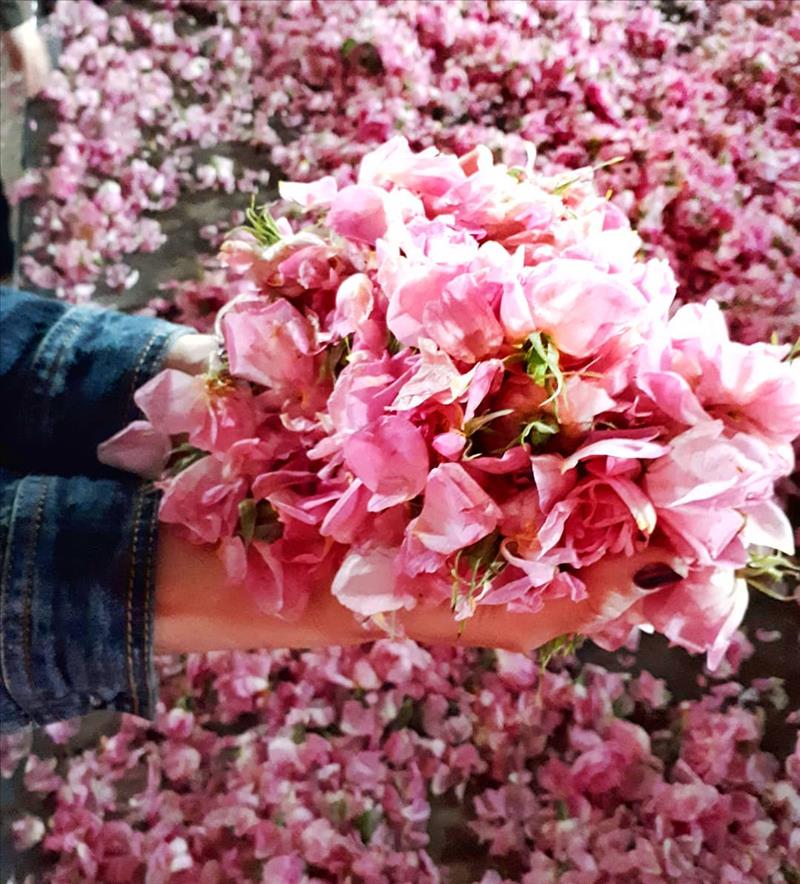 Türkiye'nin en güzel gül bahçeleri