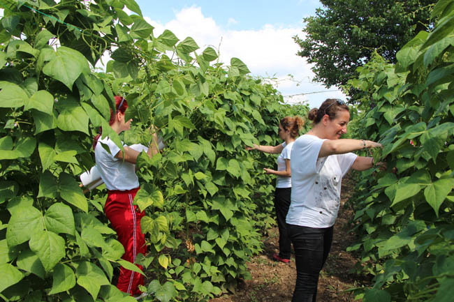 Fasulyenin 4 kilosu 360 bin TL'ye satıldı