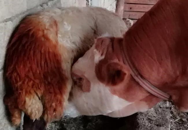 Koyunun sütü azalınca hırsızlık zannetti, gerçeği öğrenince şoke oldu