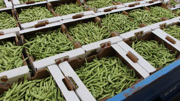 Fasulyenin 4 kilosu 360 bin TL'ye satıldı