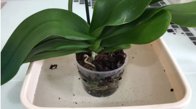 Orkide nasıl bakılır? Orkide saksısı nasıl olmalı?