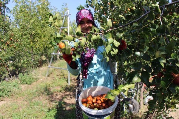 Hünnap çiftliği kurdu,zengin oldu!