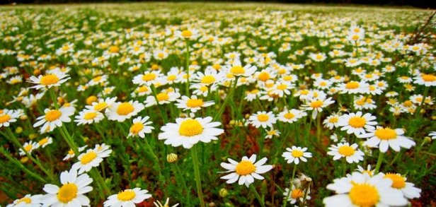 Papatya çayının faydaları nelerdir? Papatya çayı nelere iyi gelir?