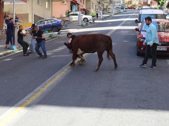 Kaçan boğayı cadde ortasında kestiler