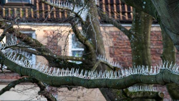 Kuşlar dallara konmasın diye ağaçlara dikenli tel astılar