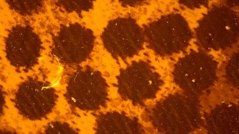 Hangi Su Markalarının Suyunda Plastik Bulundu