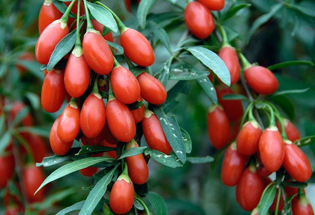 Goji Berry (Kurt üzümü) nedir? Faydaları ve zararları nelerdir?