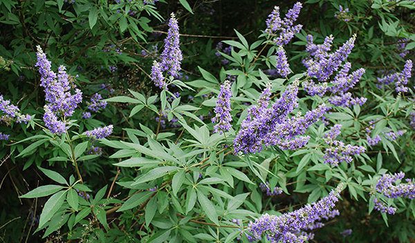 Hayıt'ın faydaları nelerdir?