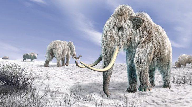 Soyu Tükenen Mamutlar Geri Dönüyor Bizi Mamutlar Kurtaracak