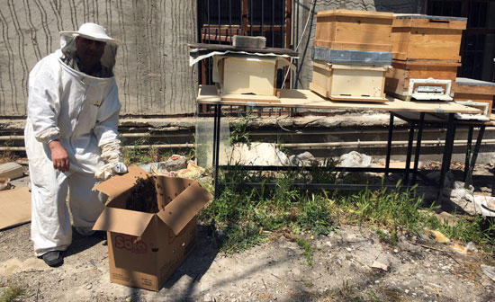 Kadıköy'ü arılar bastı: Vatandaş zor anlar yaşadı