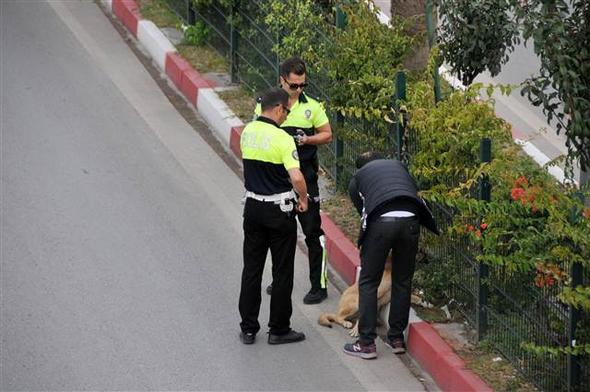 Yolun karşısına geçemeyen köpeğe polis yardım etti