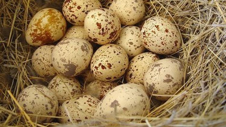 Bıldırcın yumurtasının faydaları nelerdir? Bıldırcın yumurtası nasıl yenir?