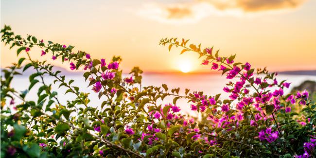 Begonvil nedir, ne demektir? Begonvil hikayesi nedir?