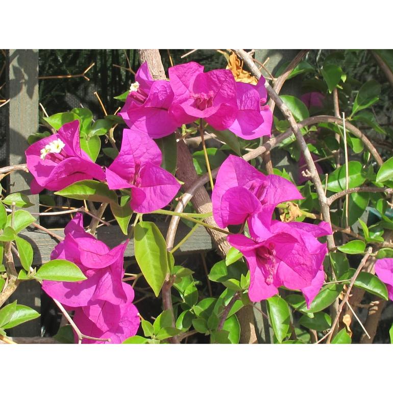 Begonvil nedir, ne demektir? Begonvil hikayesi nedir?