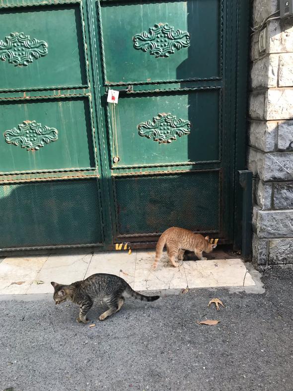 Adnan Oktar'ın "aslan kedisi" sokakta kaldı !