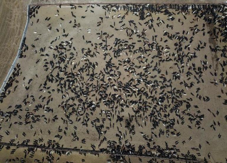 Ankara'daki şarbon tehlikesi büyüyor: Mahalle sakinleri tedirgin