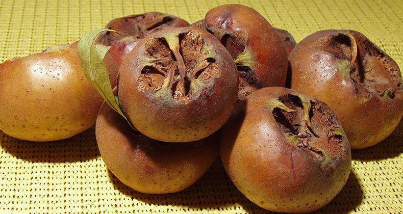 Muşmulanın faydaları nelerdir, neye iyi gelir?