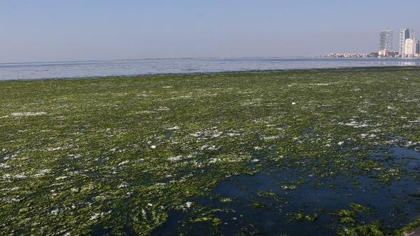 İzmir Körfezi'nde görülen deniz marulları ile ilgili korkutan açıklama