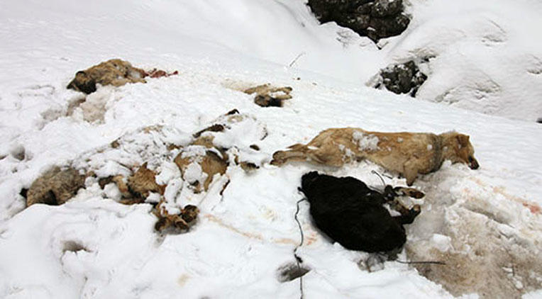 Konya'da köpek katliamı! 7 köpek ayakları bağlı halde ölü bulundu