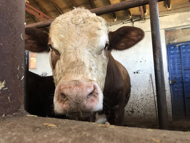 3 tonluk kurbanlık boğanın fiyatı duyanları şoka uğrattı!