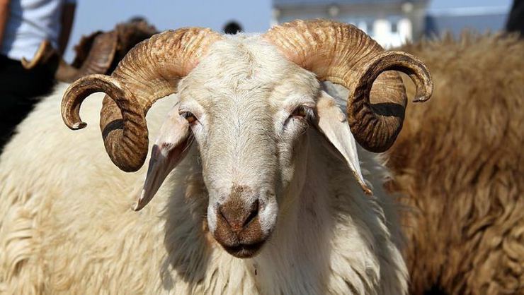 Kurban Bayramı tarihi 2019 takvimi - Kurban Bayramı 2019 ne zaman?