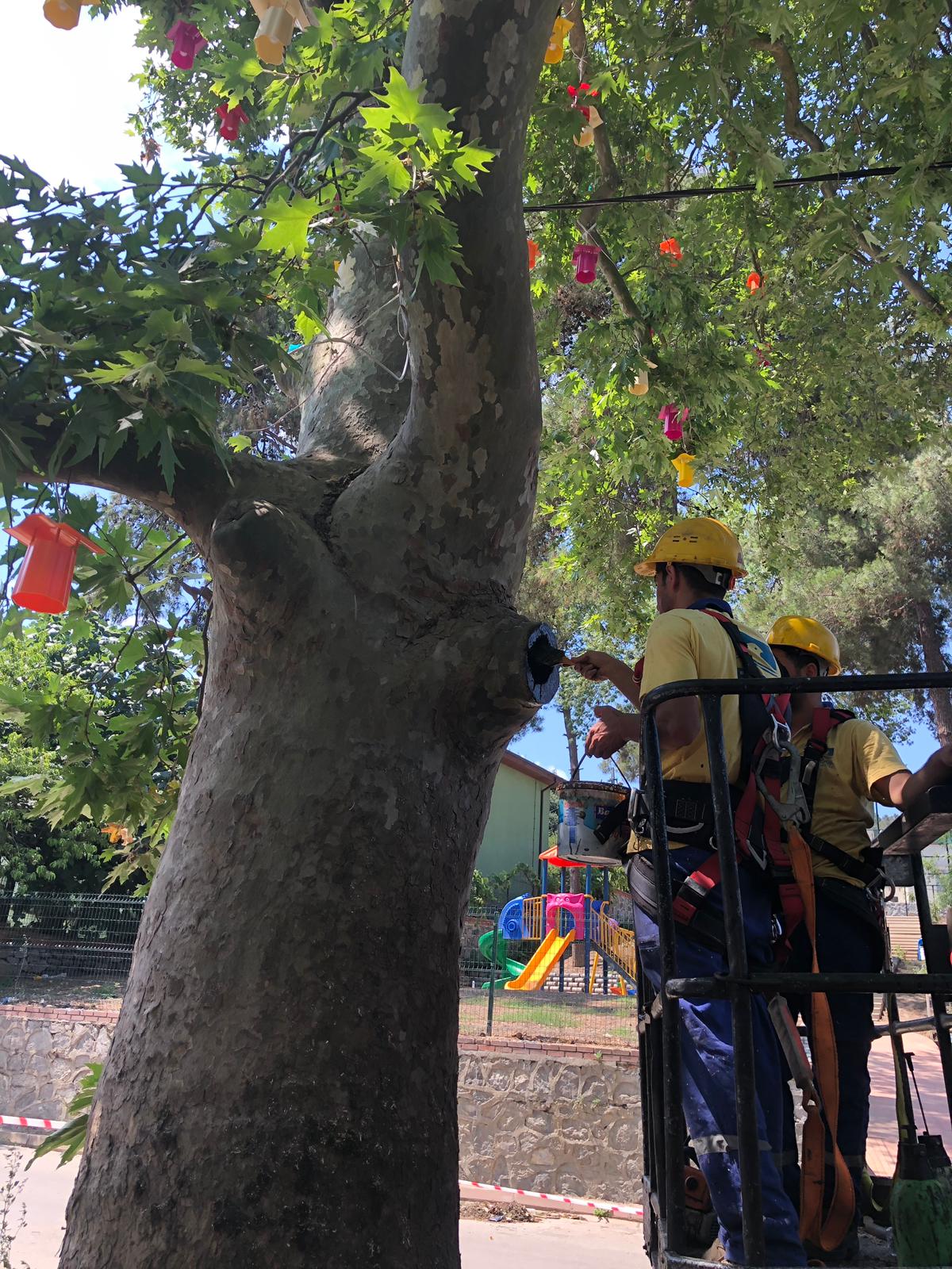 Pendik'te Asırlık Çınar'a yapılan bakım ile ağacın ömrüne ömür katıldı