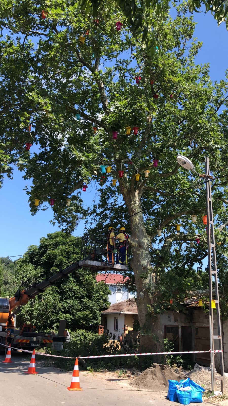 Pendik'te Asırlık Çınar'a yapılan bakım ile ağacın ömrüne ömür katıldı