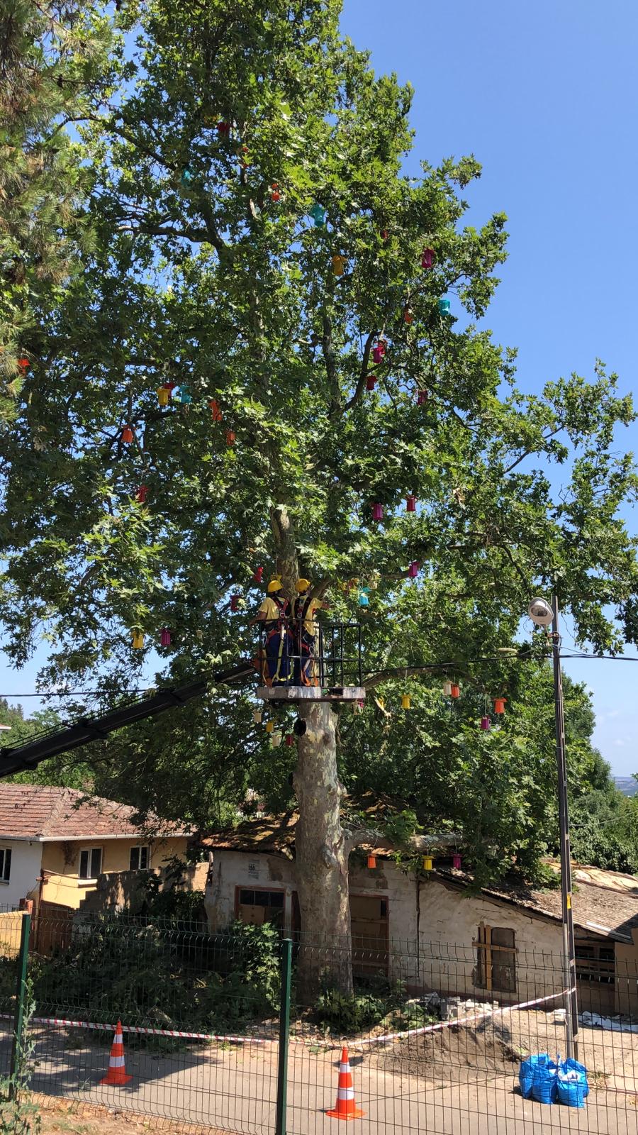 Pendik'te Asırlık Çınar'a yapılan bakım ile ağacın ömrüne ömür katıldı