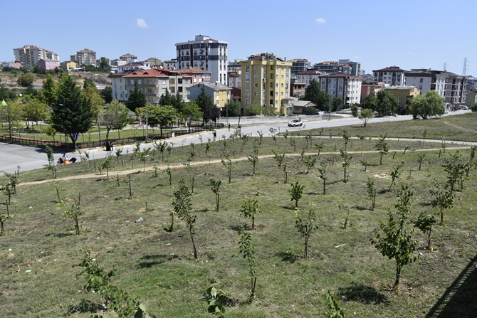 Pendik'te hatıra ormanları yeşermeye başladı