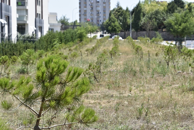Pendik'te hatıra ormanları yeşermeye başladı
