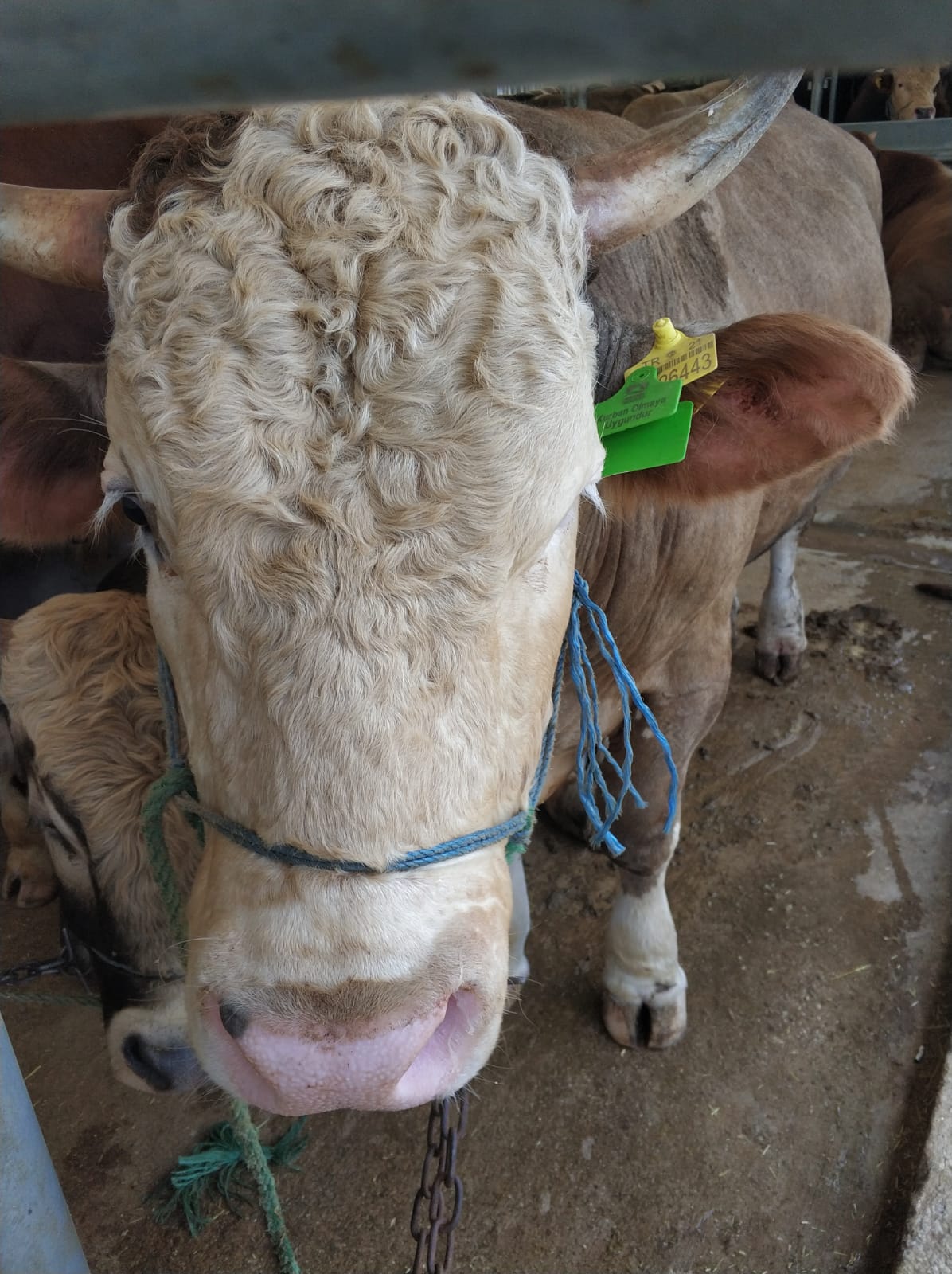 Pendik'te yeşil küpe ile kurbanlar güvenceye alınıyor
