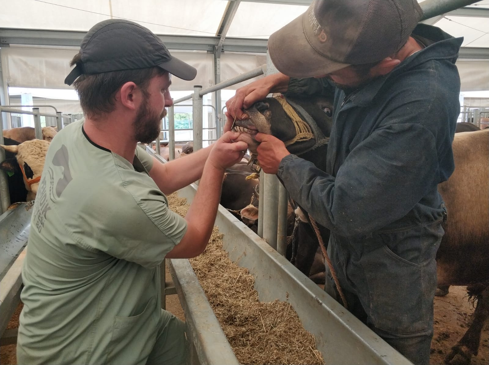 Pendik'te yeşil küpe ile kurbanlar güvenceye alınıyor