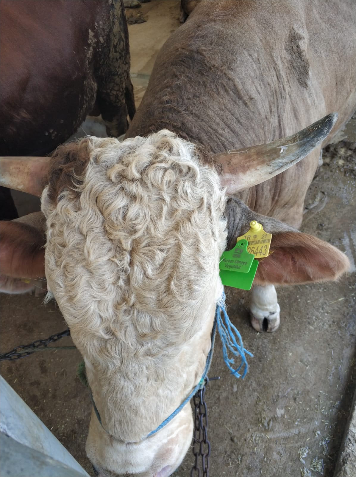 Pendik'te yeşil küpe ile kurbanlar güvenceye alınıyor