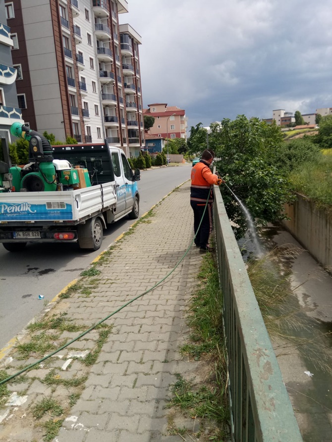 Pendik Belediyesi sivrisineklere karşı önlem alınıyor