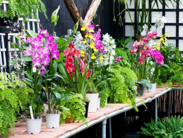 Orkide nasıl bakılır? Orkide saksısı nasıl olmalı?