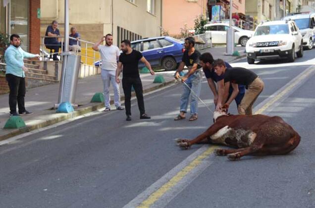 Kaçan boğayı cadde ortasında kestiler