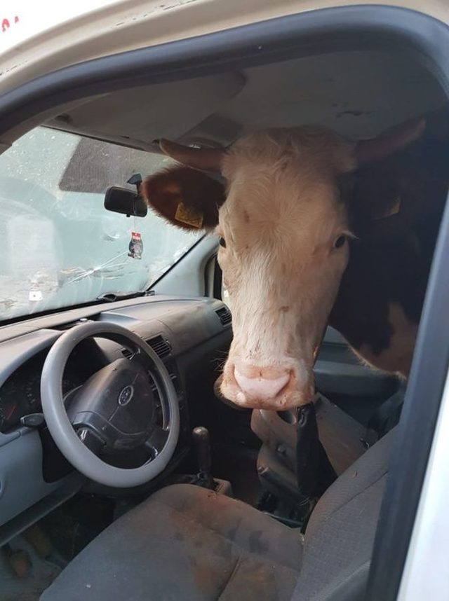 Gaziantep'te aracı durduran polisler 1 tonluk inekle karşı karşıya kaldılar!