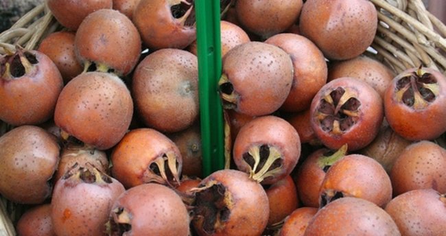 Muşmulanın faydaları nelerdir, neye iyi gelir?