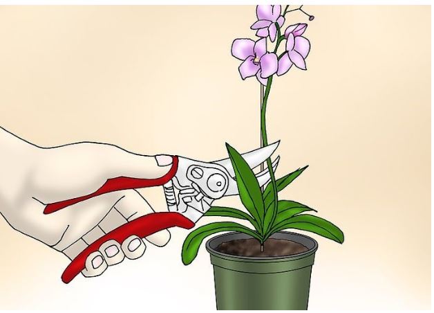 Orkide nasıl bakılır? Orkide saksısı nasıl olmalı?