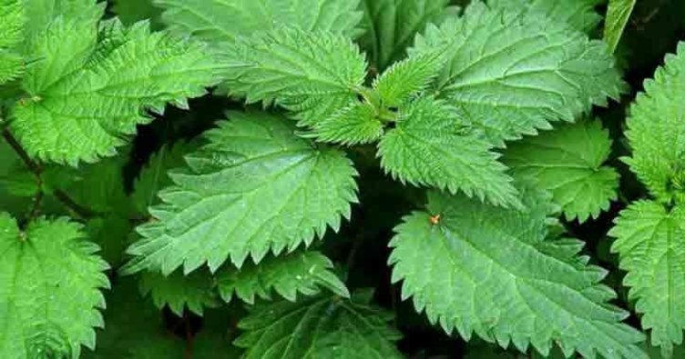 Isırgan otunun faydaları nelerdir? Isırgan otu neye iyi gelir?