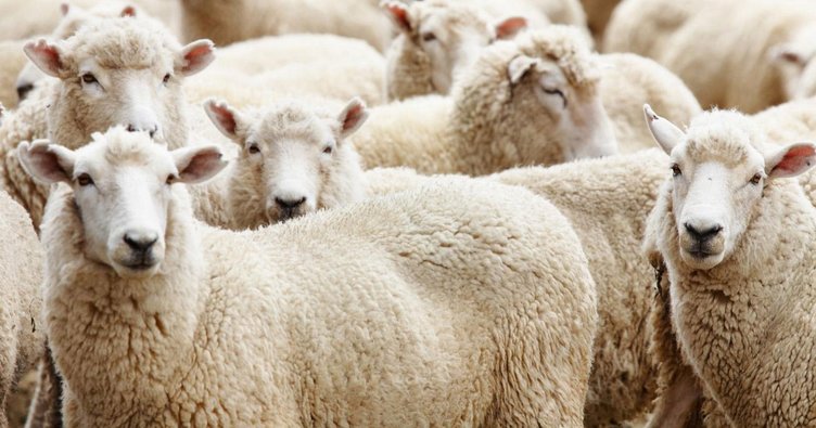 Kurban Bayramı tarihi 2019 takvimi - Kurban Bayramı 2019 ne zaman?