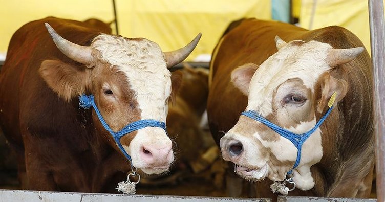Kurban Bayramı tarihi 2019 takvimi - Kurban Bayramı 2019 ne zaman?