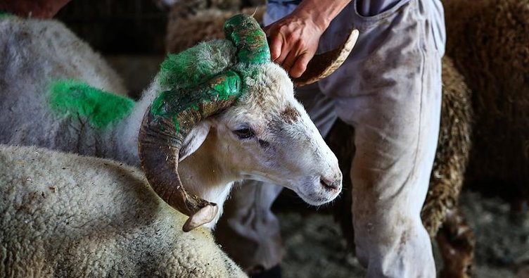 Kurbanlık fiyatlarında son durum ne? İl il kurban fiyatları