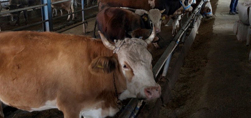 Kurbanlık kesildikten sonra eti ne zaman yenmelidir?