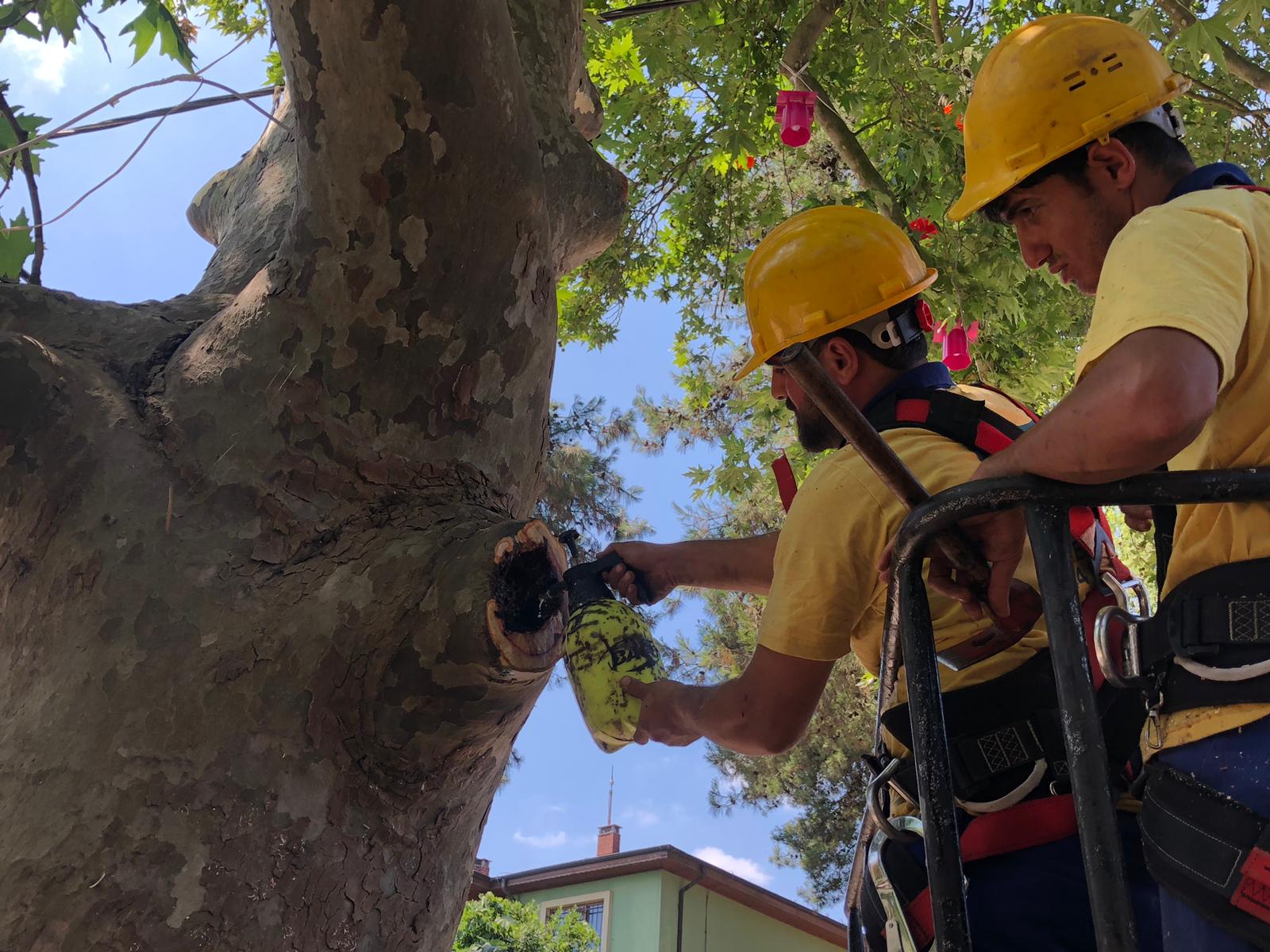 Pendik'te Asırlık Çınar'a yapılan bakım ile ağacın ömrüne ömür katıldı