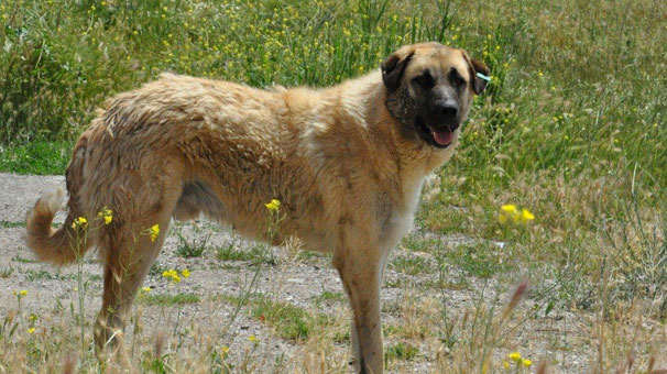 Ankara'da bir kişiye 25 köpek aynı anda saldırdı