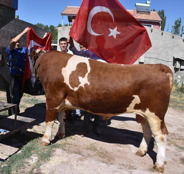 Ay yıldızlı boğa Erdoğan'a hediye edilecek