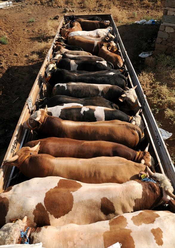 Kurbanlık hayvan nasıl seçilir? Nelere dikkat edilmeli