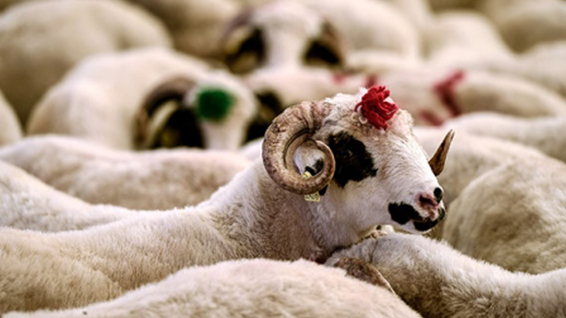 Adak kurban etinden kimler yiyemez? Adak kurbanın hükmü nedir?