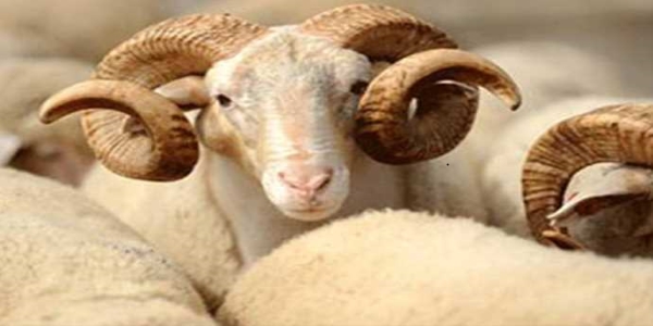 Adak kurban etinden kimler yiyemez? Adak kurbanın hükmü nedir?